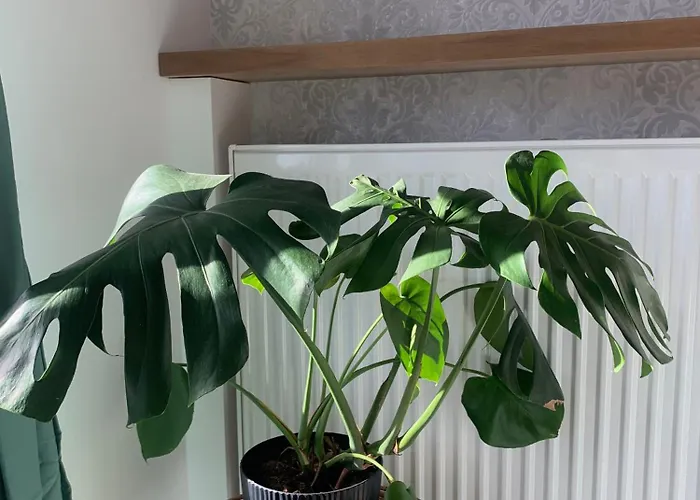 Fancy Near Manufaktura In Center Of